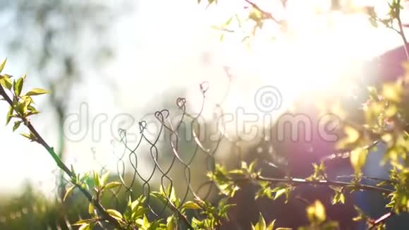 树枝在篱笆后面的夕阳下随风摇曳视频的预览图
