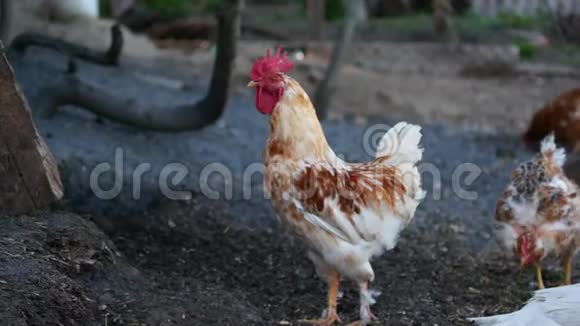 家养鸡村内家禽养殖视频的预览图