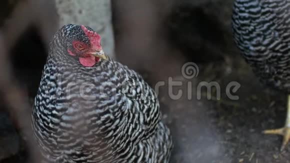 家养禽养鸡村内家禽养殖视频的预览图