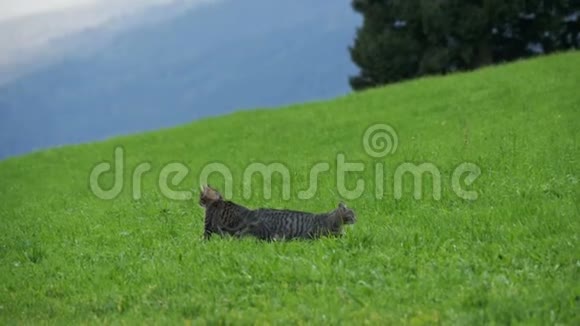 在奥地利山区的绿色草地上玩耍和奔跑的两只小灰色猫慢动作视频的预览图