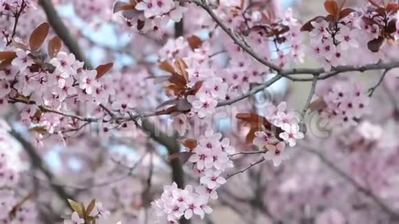 阳光明媚的一天树上开了很多粉红色的樱桃花视频的预览图