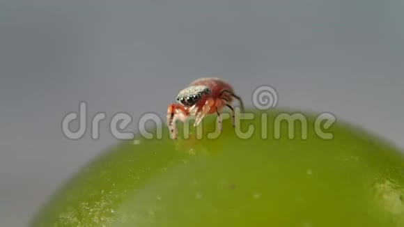 一只红色跳跃的蜘蛛在绿色的葡萄上清洗腿和眼睛视频的预览图