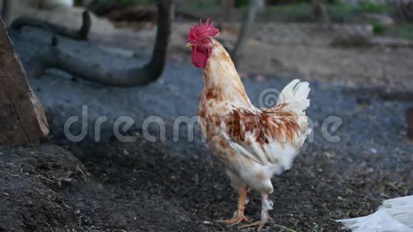 家养鸡村内家禽养殖视频的预览图