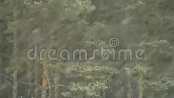松林中降雪视频的预览图