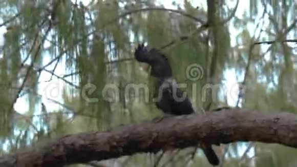 树枝上的红尾黑色鹦鹉视频的预览图