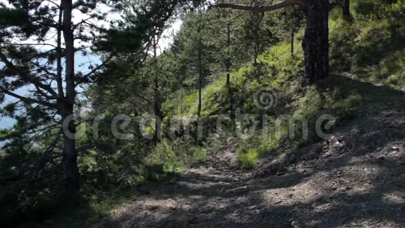 女孩爬上小山一位年轻女子在山上的森林小径上漫步视频的预览图