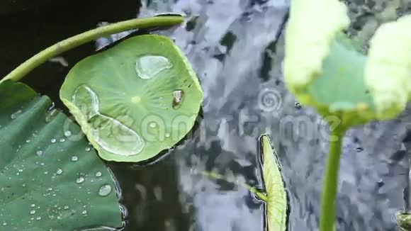 水滴在叶子上视频的预览图
