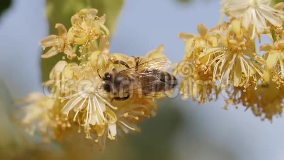 蜜蜂从树上的花朵中收集花粉视频的预览图