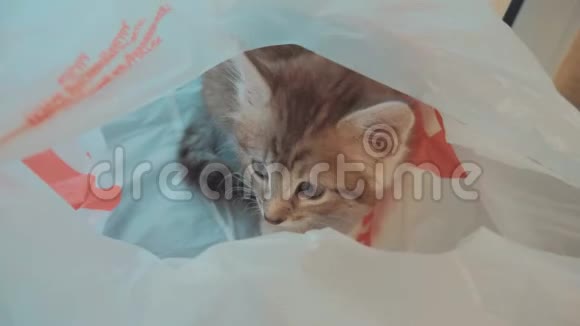 小可爱的小猫玩塑料玻璃纸包猫在包裹里玩家里包里的猫宠物视频的预览图