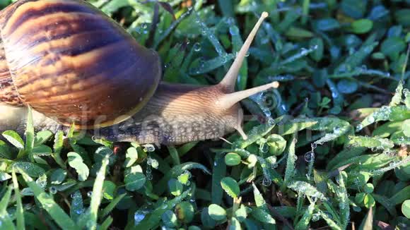 蜗牛在草地上行走视频的预览图