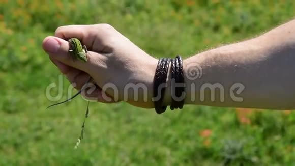 一个男人手里握着一只欧洲蜥蜴视频的预览图