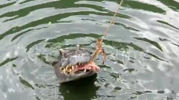 鳄鱼在折磨它的猎物鳄鱼在绳子上吃肉圈养捕食者视频的预览图