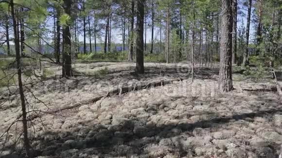 从驯鹿化石的小路上看到一个野湖视频的预览图