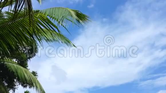 青翠的棕榈树叶蓝天视频的预览图