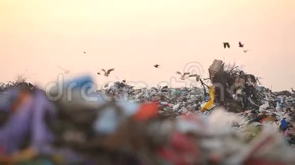 垃圾填埋场和鸟类全景视频的预览图