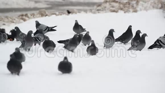 一群鸽子落在雪地上视频的预览图
