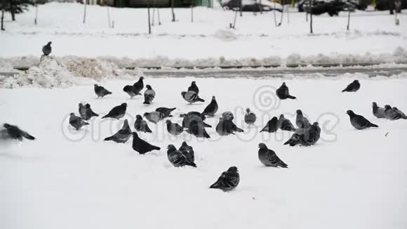 一群鸽子落在雪地上视频的预览图