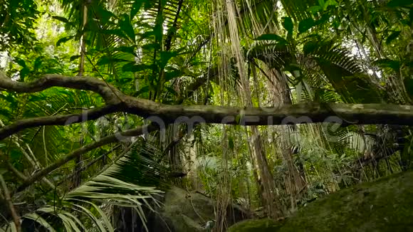 丛林景观异国情调的亚洲森林苔藓藤本悬挂在雨林的树冠上绿色自然背景视频的预览图