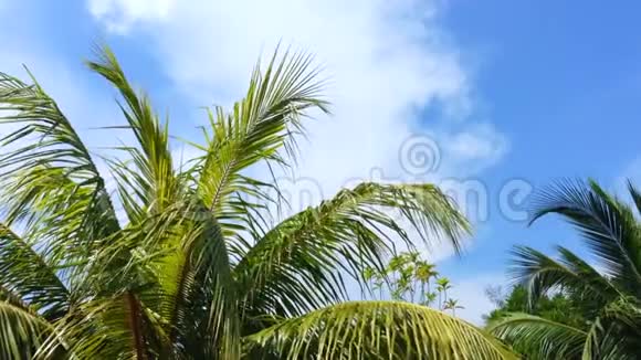 青翠的棕榈树叶蓝天视频的预览图
