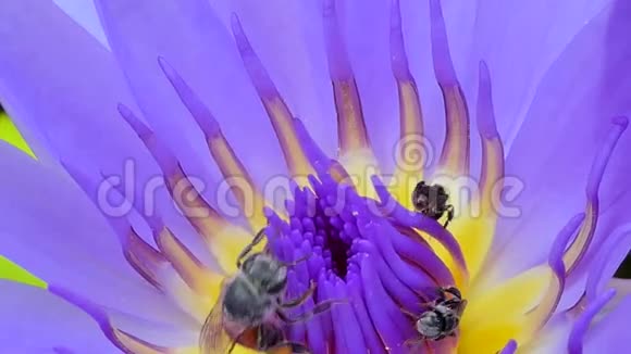 蜜蜂保留紫莲花粉视频的预览图