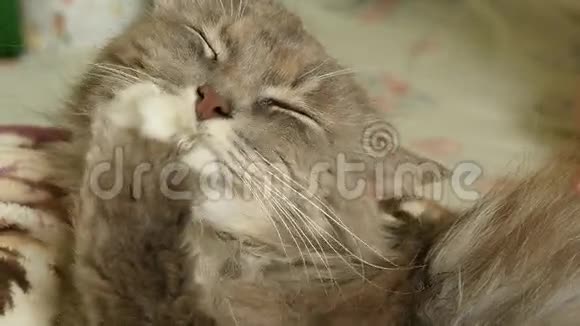 猫在喂食后舔它的爪子视频的预览图