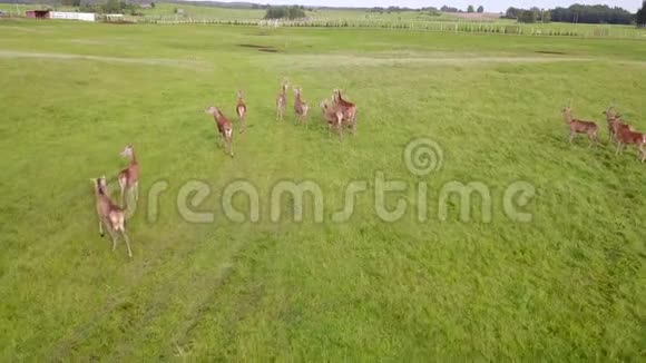 鸟瞰成群的鹿在绿色的田野上奔跑航空测量视频的预览图