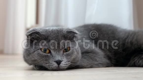 英国苏格兰折叠猫休息看着镜头视频的预览图