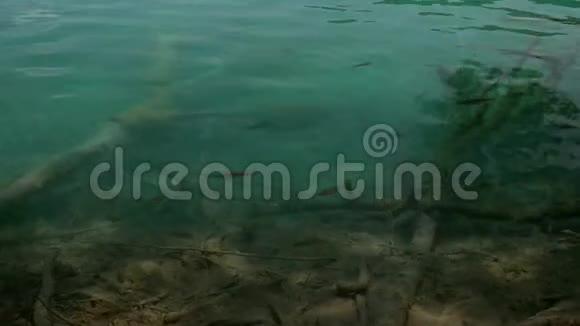 Plitvice湖国家公园水域鱼类视频的预览图