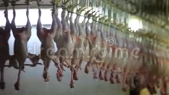 加工厂家禽视频的预览图