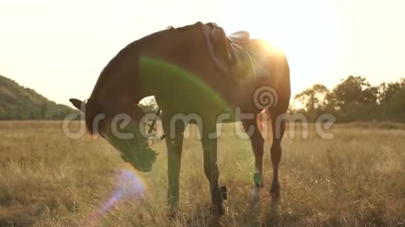 夕阳下美丽的棕马在田野上视频的预览图
