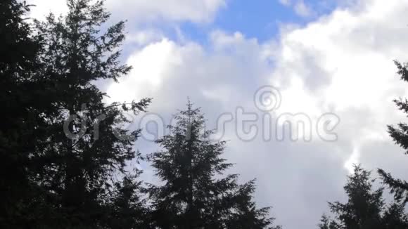 树和云在风中视频的预览图