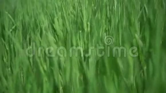 沿着草地移动是绿色的视频的预览图