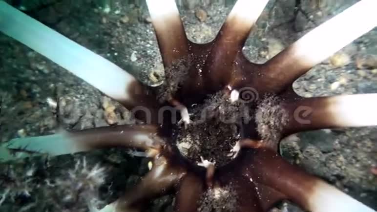 海篮海参Neothyonium在拉贾安帕特夜间吃浮游生物视频的预览图