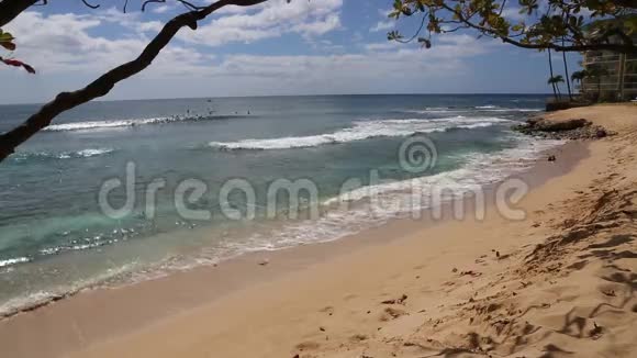 在马卡哈海滩的树下视频的预览图