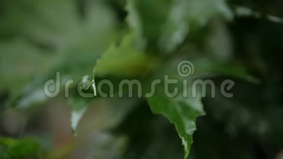 绿叶森林公园雨过树滴慢动作视频的预览图