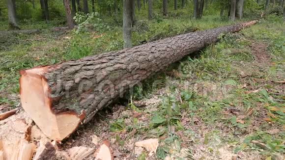 夏天的森林里有一棵大树倒下了视频的预览图
