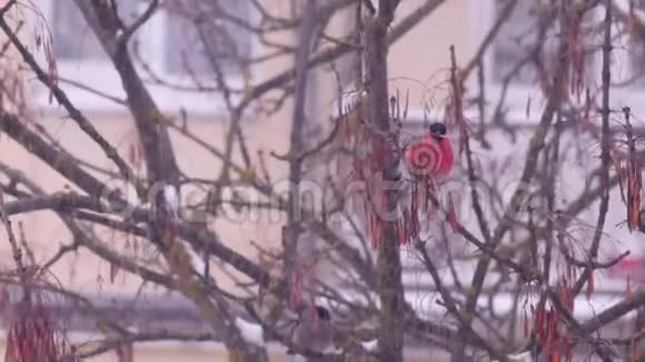 在雪中用白色背景喂养浆果的树枝上的牛翅视频的预览图