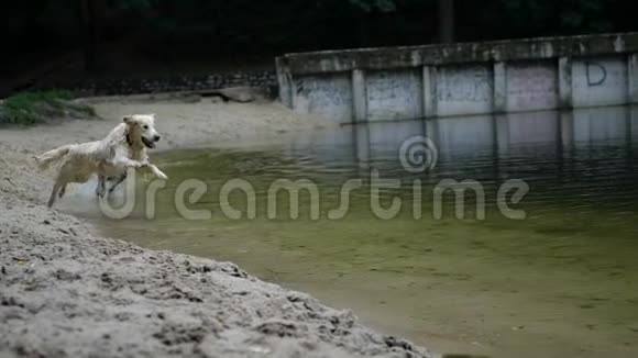 金毛猎犬在公园池塘里游泳视频的预览图