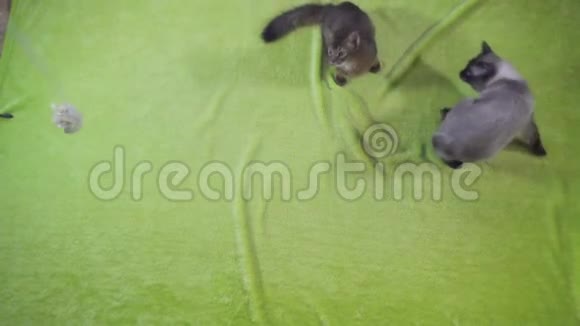 成年猫湄公河马尾和小猫索马里相互玩耍视频的预览图