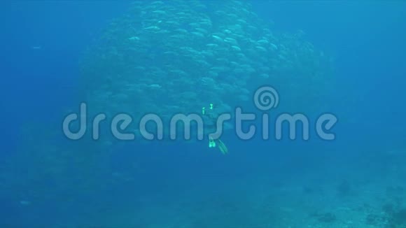 在珊瑚礁4k上与一名潜水者的大眼睛特雷瓦里视频的预览图