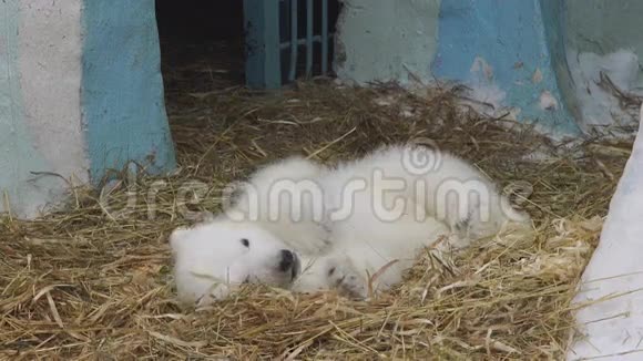 北极熊幼崽躺在动物园里视频的预览图