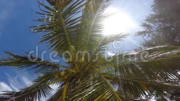 海滩上的椰子棕榈视频的预览图