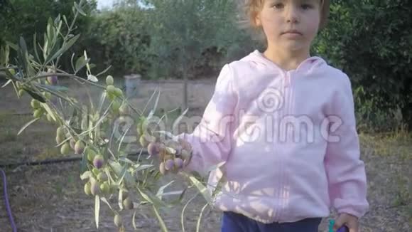 浅粉色的小宝宝摘橄榄树的果实视频的预览图
