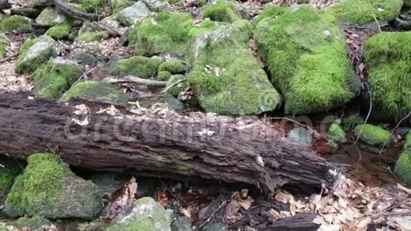苔藓石头视频的预览图