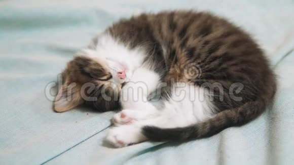 可爱的小红猫睡在柔软的格子上蓝色的背景上猫慢动作视频小猫睡觉宠物概念视频的预览图