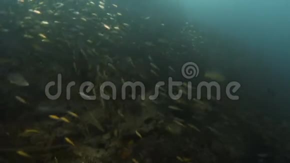 珊瑚礁覆盖了沉船的一部分视频的预览图