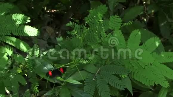 关闭赫利康纽斯梅波梅尼邮递员蝴蝶亚马逊雨林视频的预览图