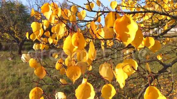 十月的情景五颜六色的树叶在风中飘扬摇曳的树枝视频的预览图