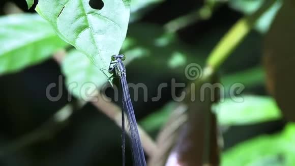 亚马逊树上龙飞蕾丝翅虫视频的预览图