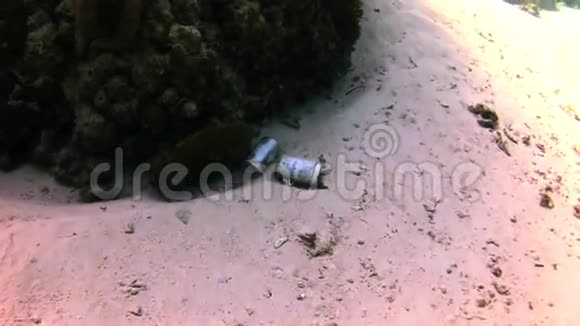 珊瑚礁海底的垃圾视频的预览图